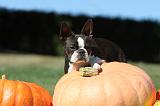 BOSTON TERRIER 065